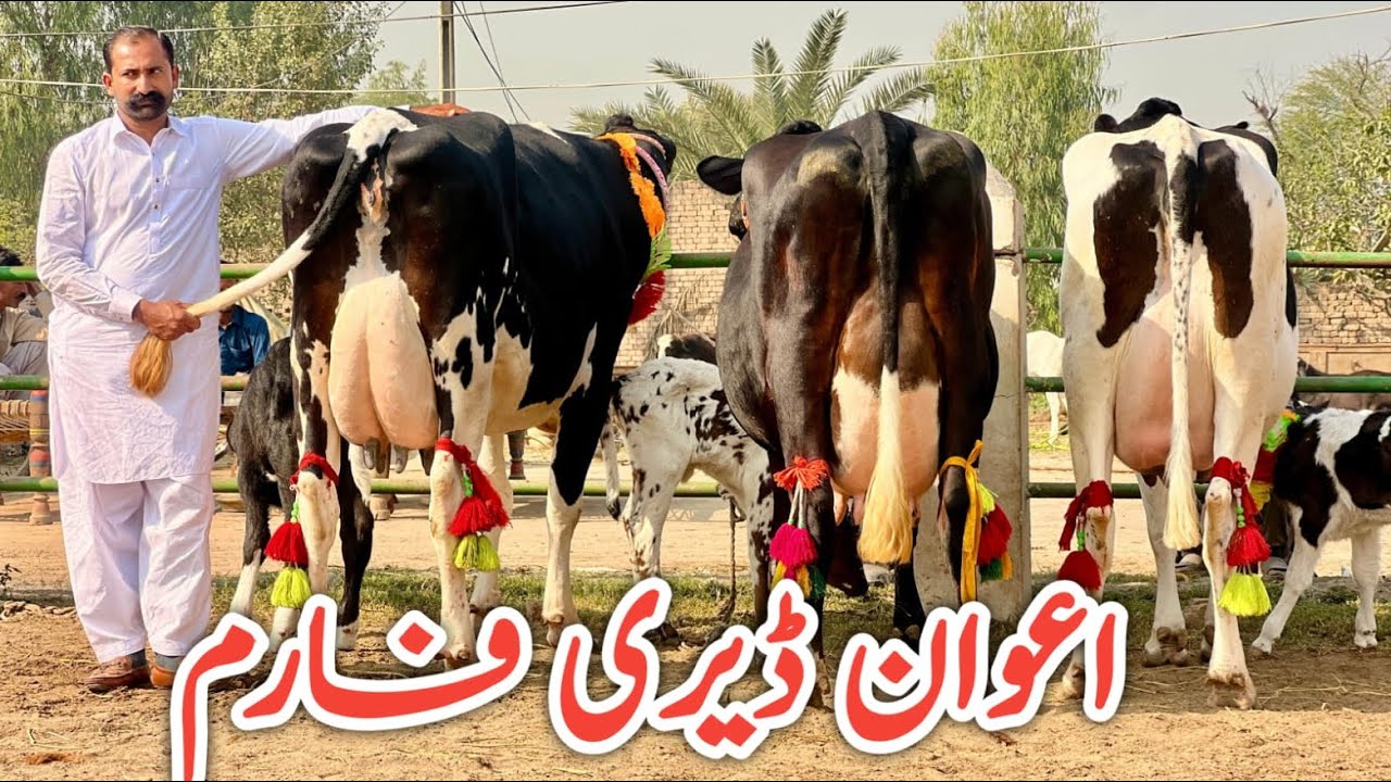 Awan Dairy Farm | Top class Australian Friesian cows | Best jersey cows | Jani Best