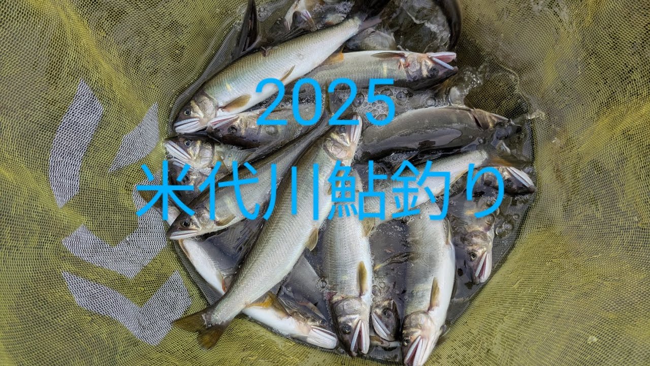 2025 　米代川鮎釣り　銀杏橋上流右岸