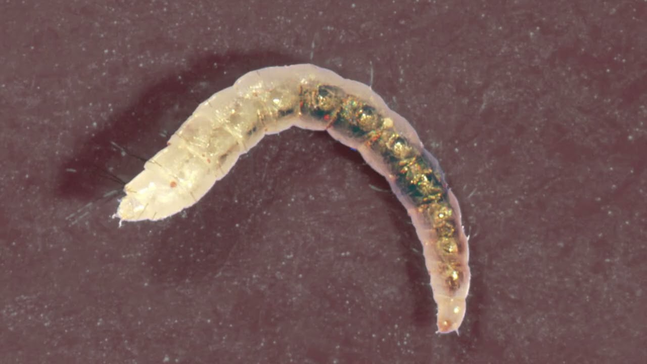 Постельные клопы, блохи, вши. САБУХИ