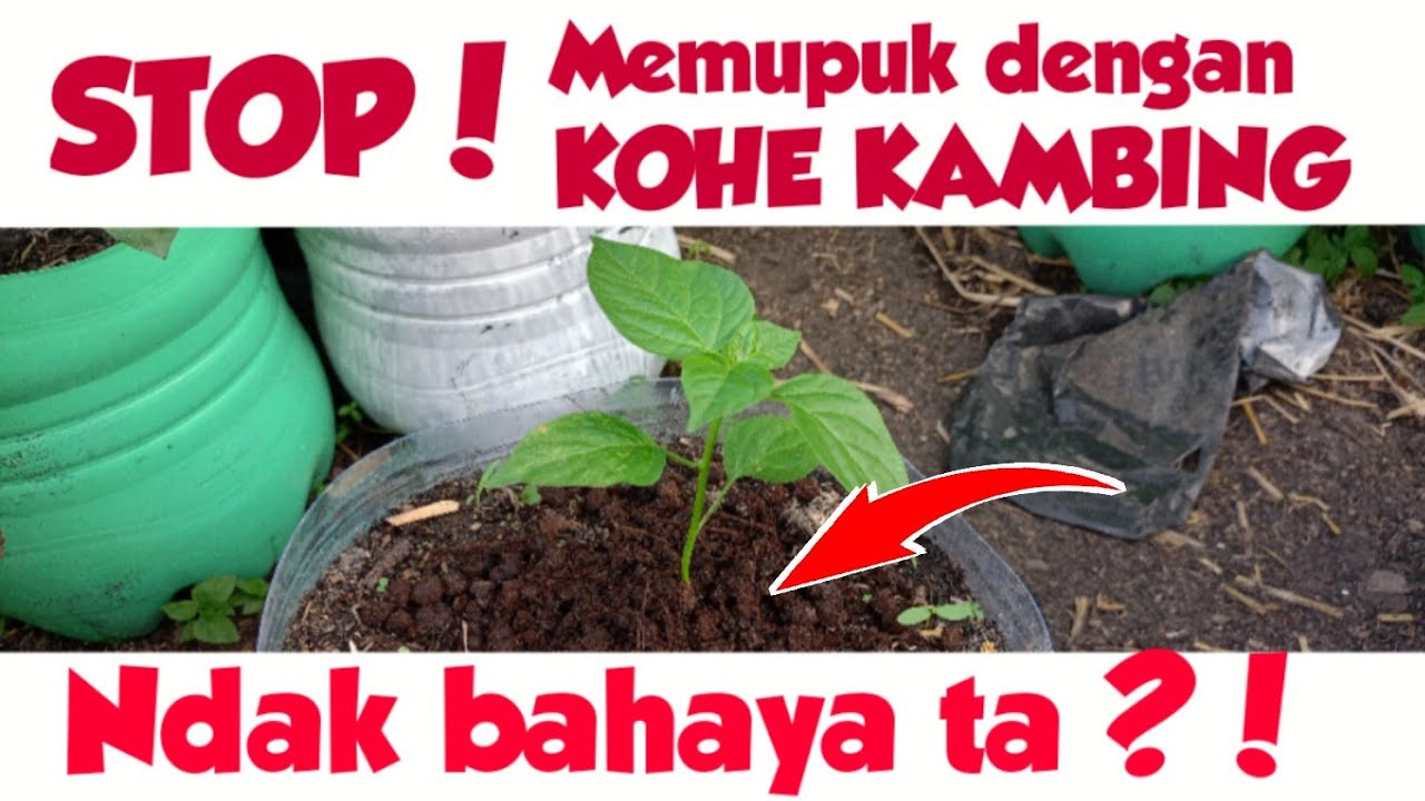 STO🅿️❗Memupuk Menggunakan KOHE KAMBING || Ndak Bahaya ta❓