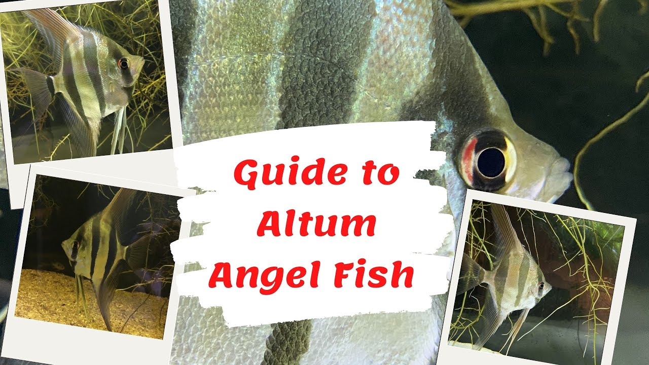 Guide to Altum Angel Fish Pterophyllum altum