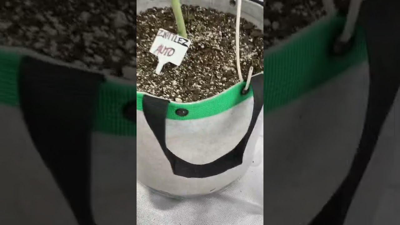 6.24.22 Zkittlez. Wedding Cake. Auto Flower. Zkittlez. Photo Period