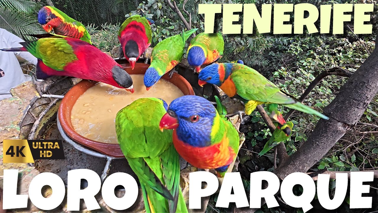 LORO PARQUE 2026 - COMPLETE ZOO GUIDE - TENERIFE - SPAIN - 4K