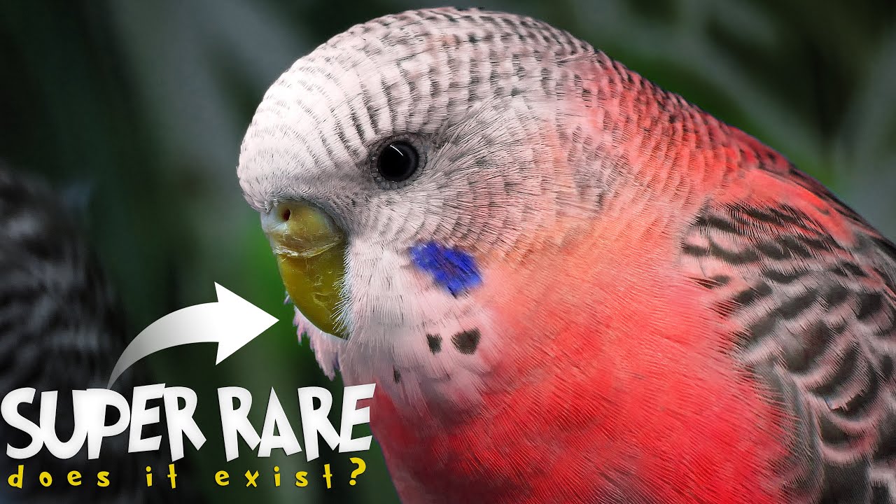 Budgie Color and Mutation