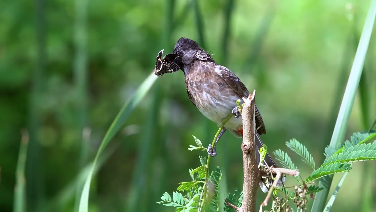 Weerawila Bird Sanctuary, Tissamaharama