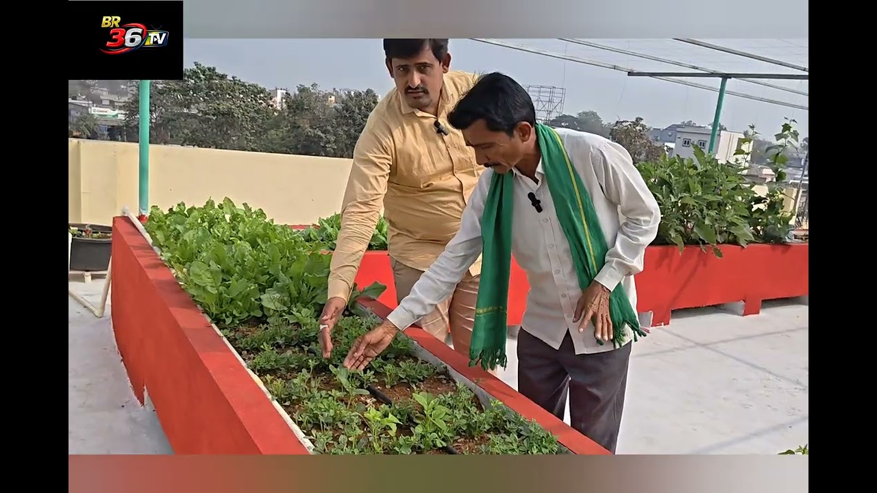 ఇంటి పైన ఆర్గానిక్ పద్దతి లో కూరగాయల పంట 🌿🌾🪴