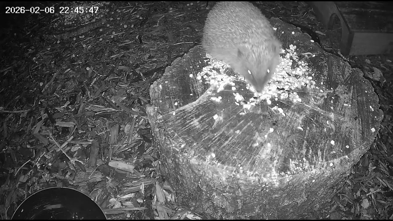 Climbing & jumping hedgehog! 🦔
