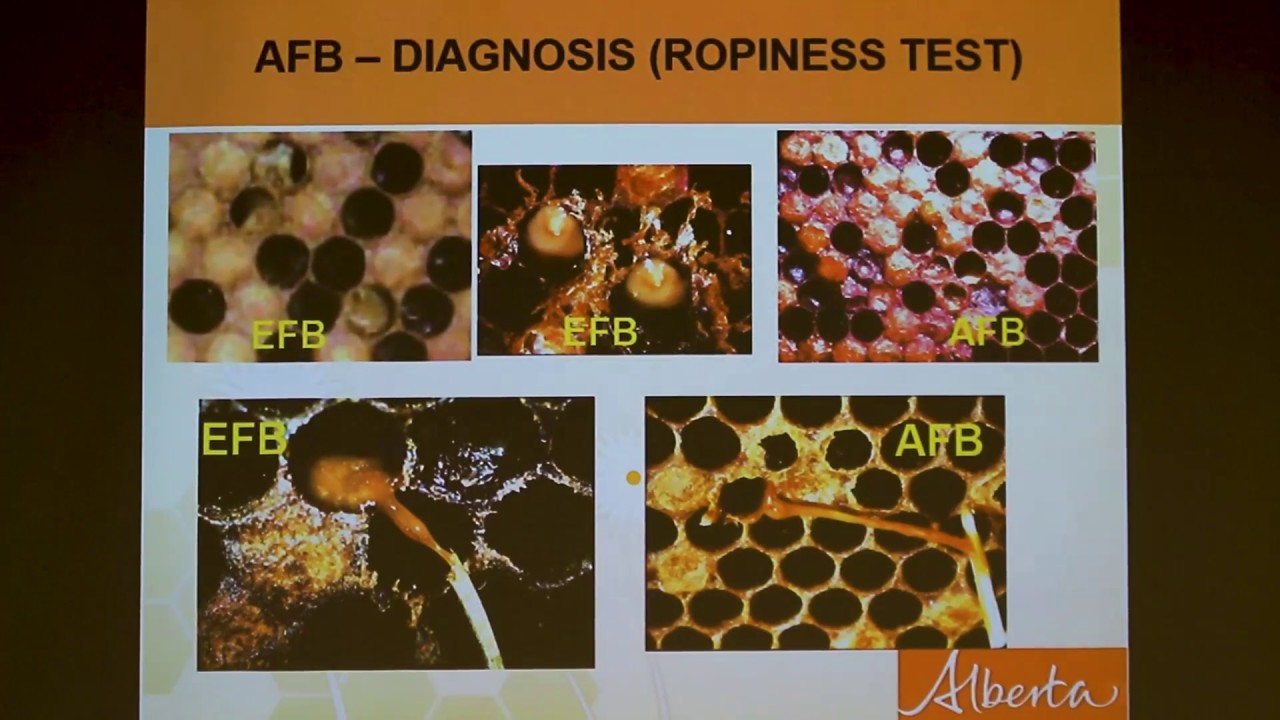 Honey Bee Diseases and Pests, Medhat Nasr PhD, NY Bee Wellness