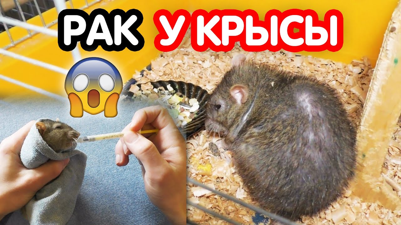 Крыса заболела. Рак у крысы
