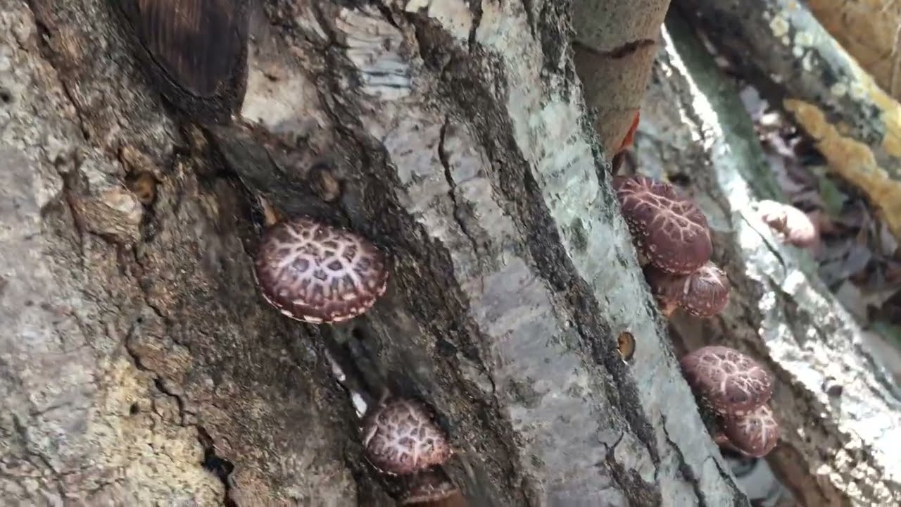 小さいシイタケ発生が止まりません。2026年3月8日