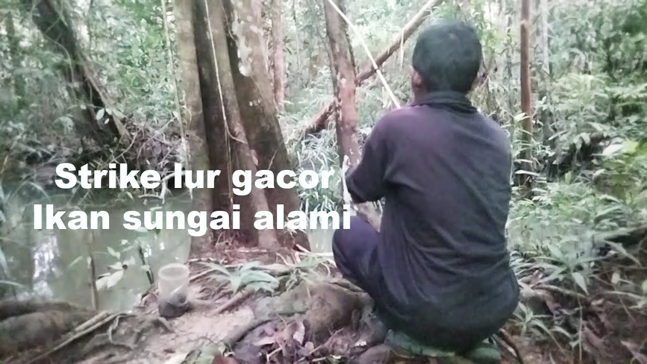 Dari siang sampai malam, mancing sendiri dalam Hutan
