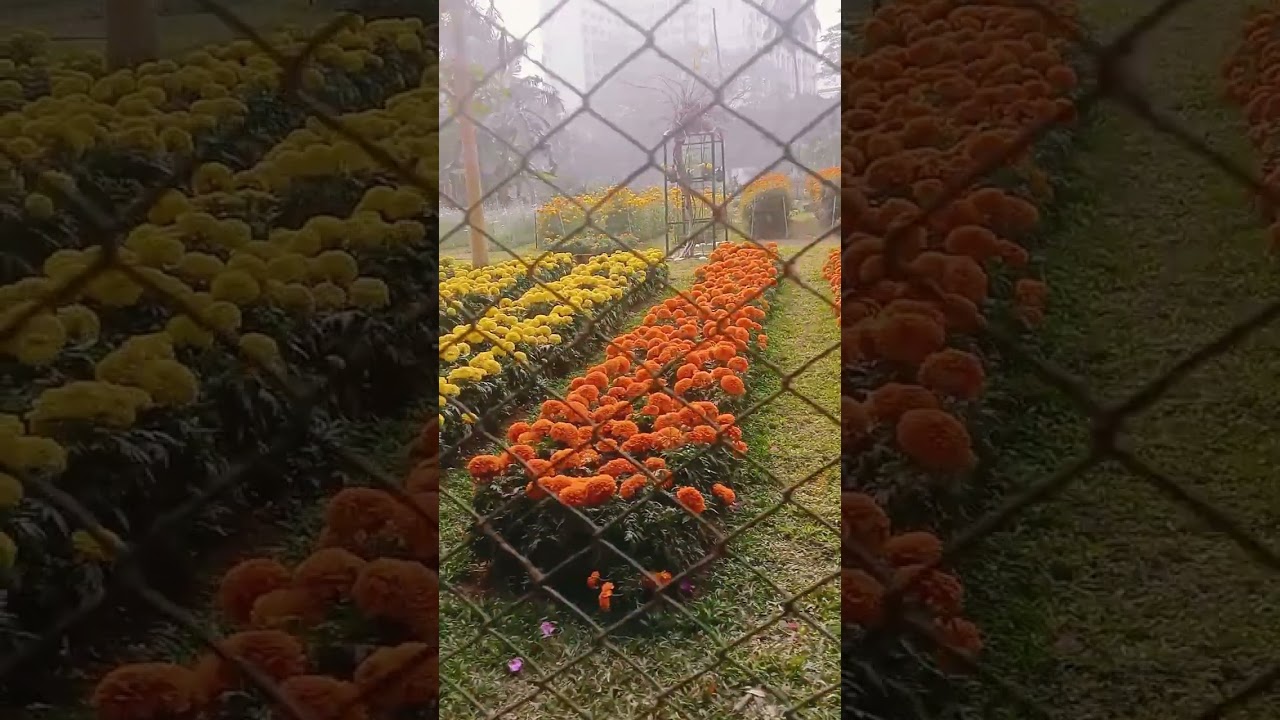 ফুলের মত জীবনটা যদি রঙিন হতো 🙂 জীবন তো সাদা কালোয় বোনা।#like #flowers#viralvideo 