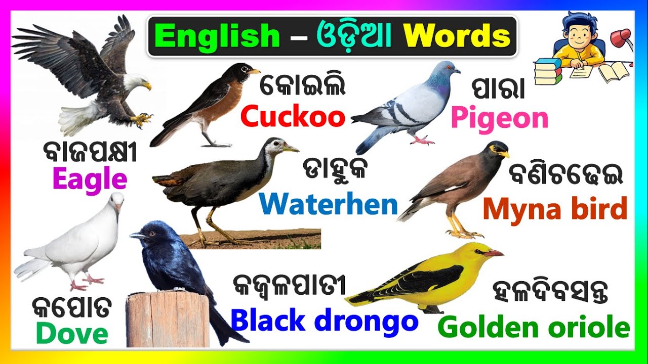 English Odia words | word book | English odia dictionary | Basic Word meaning practice | Birds name
