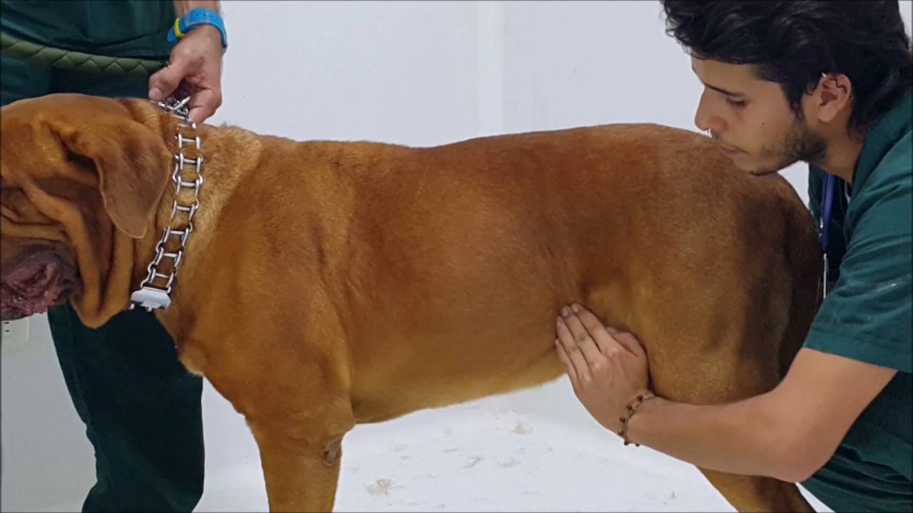 EXPLORACIÓN CLÍNICA DEL ABDOMEN EN CANINO