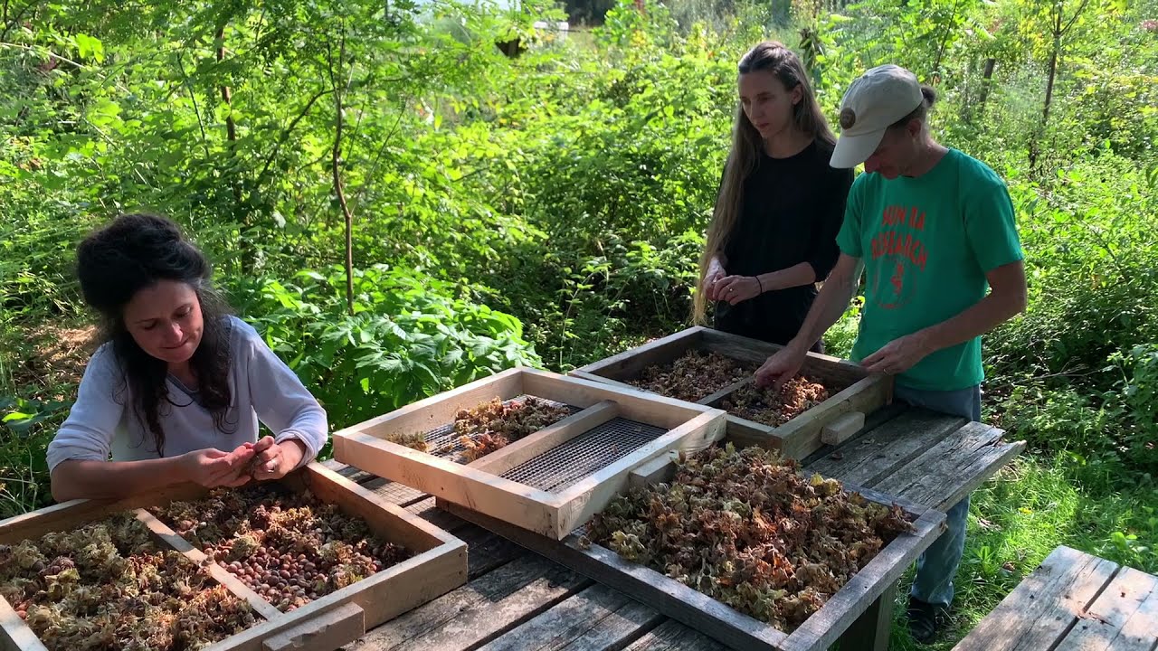 Hazel Harvest - From Picking to Curing