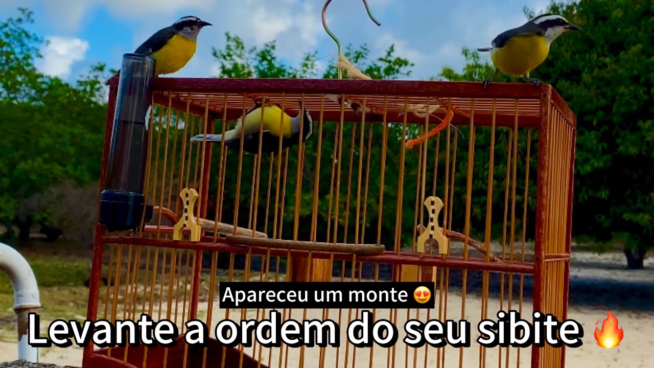 Levante a Ordem Do Teu Sibite Com Esse Vídeo 🔥🔥🥇😍