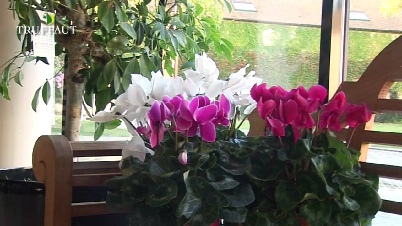 L'entretien du cyclamen d'extérieur - Truffaut
