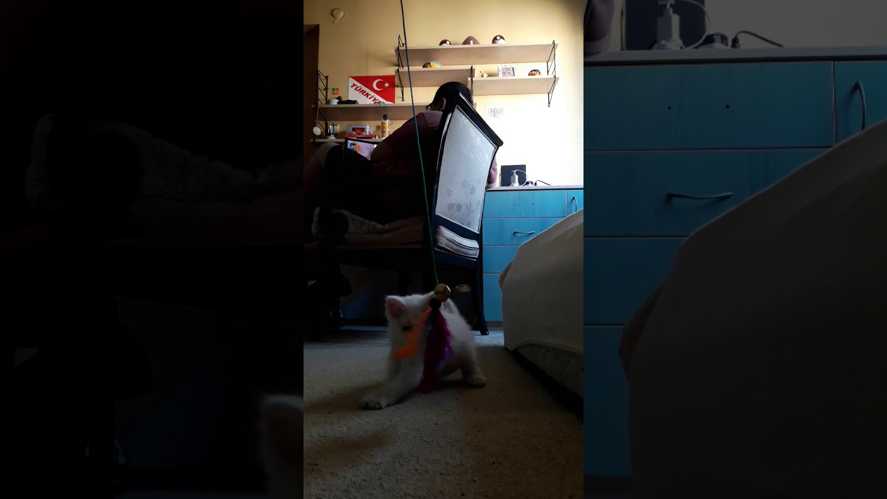 Karşınızda ilk göz ağrımız Ankaralı Momo 🐈