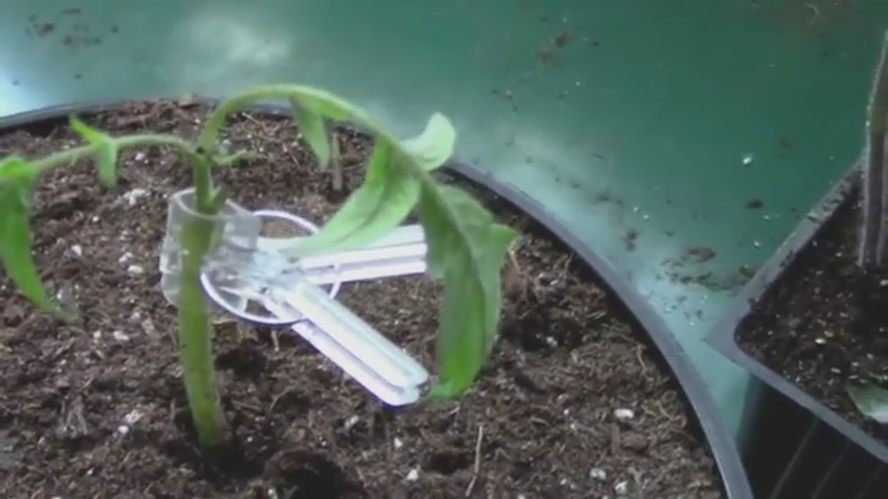Cleft Grafting Tomatoes - A Look at How I Do Cleft Grafts.