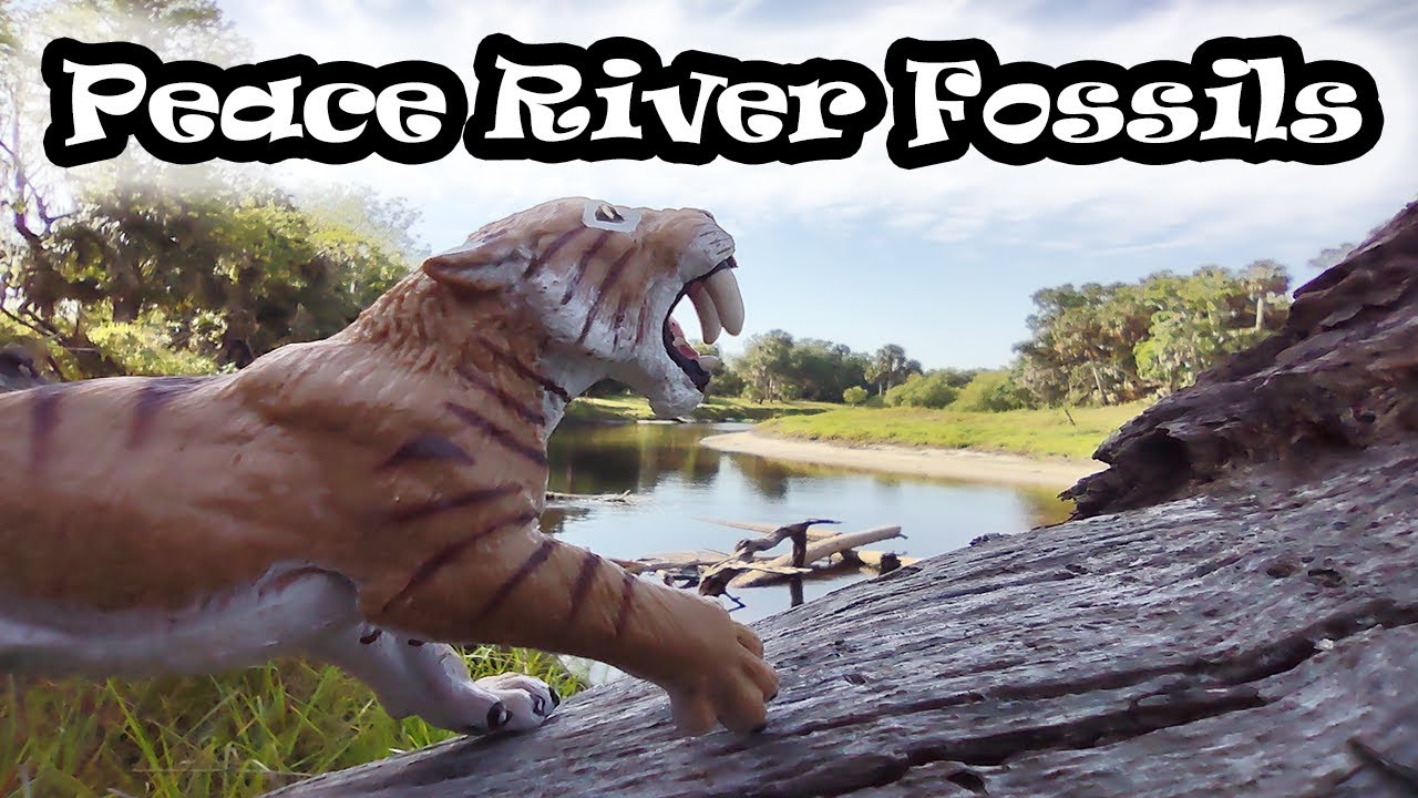 Florida Peace River Shark tooth Fossil hunting !#fossils