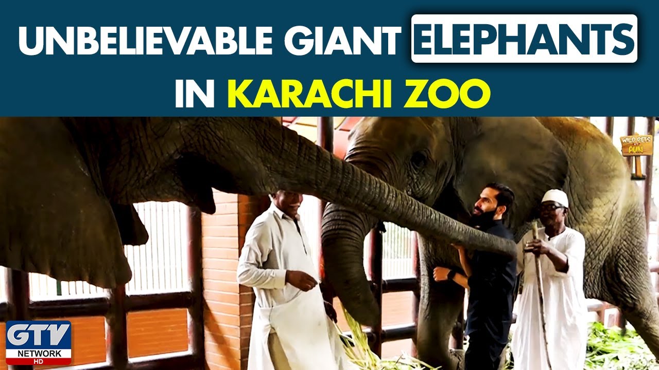 Unbelievable Giant Elephants in Karachi Zoo I Wild Pets With Aun | 29 August 2021