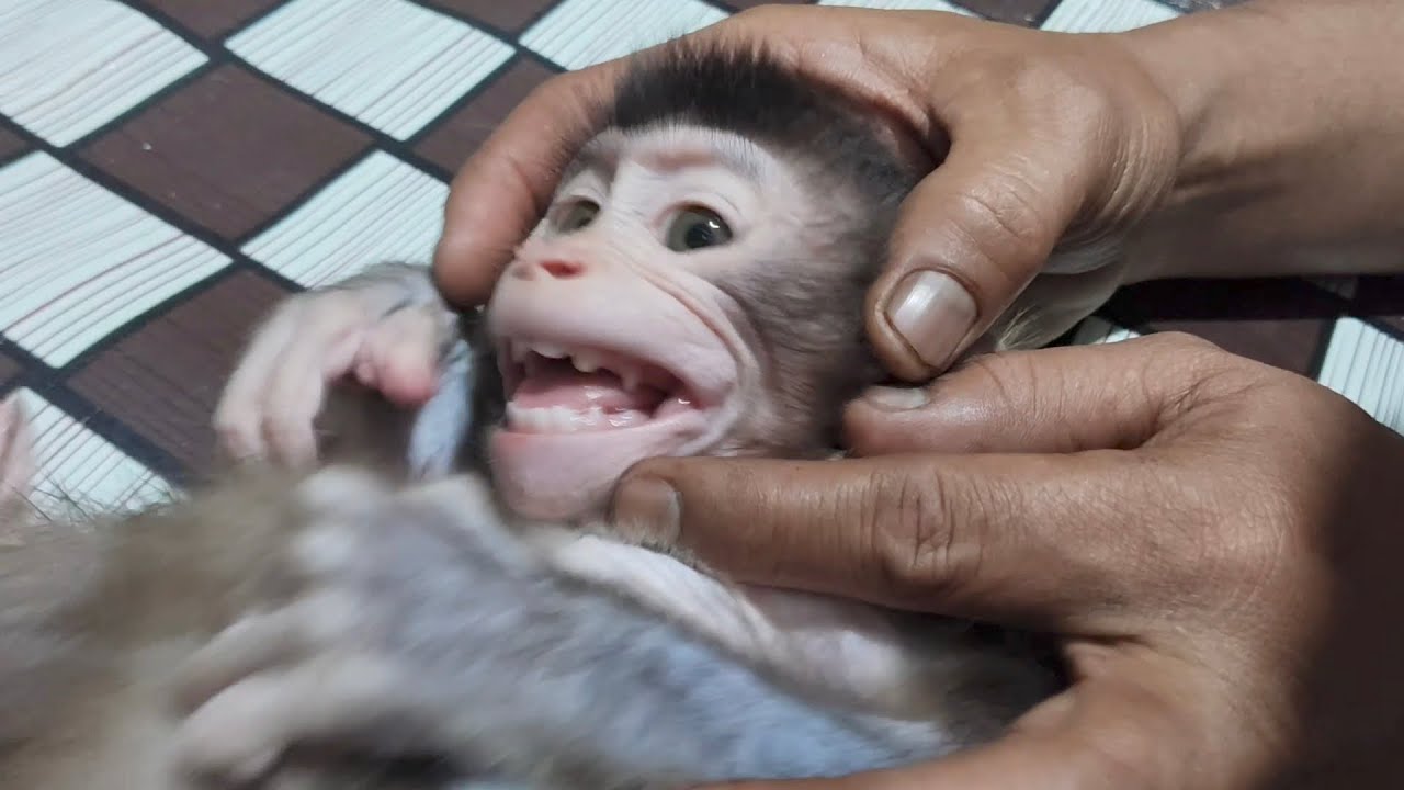Baby monkey Boni is sulking