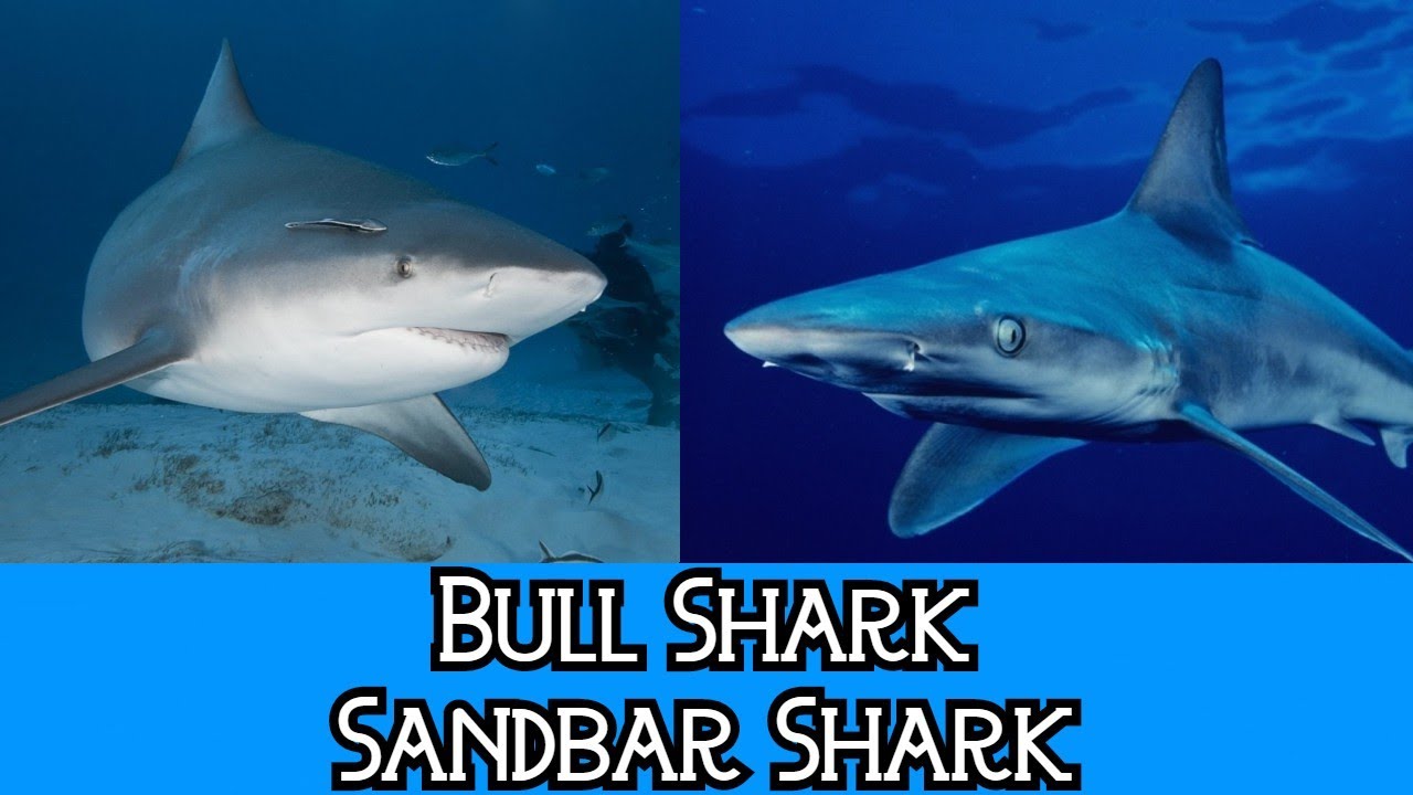Bull Shark & Sandbar Shark - The Differences