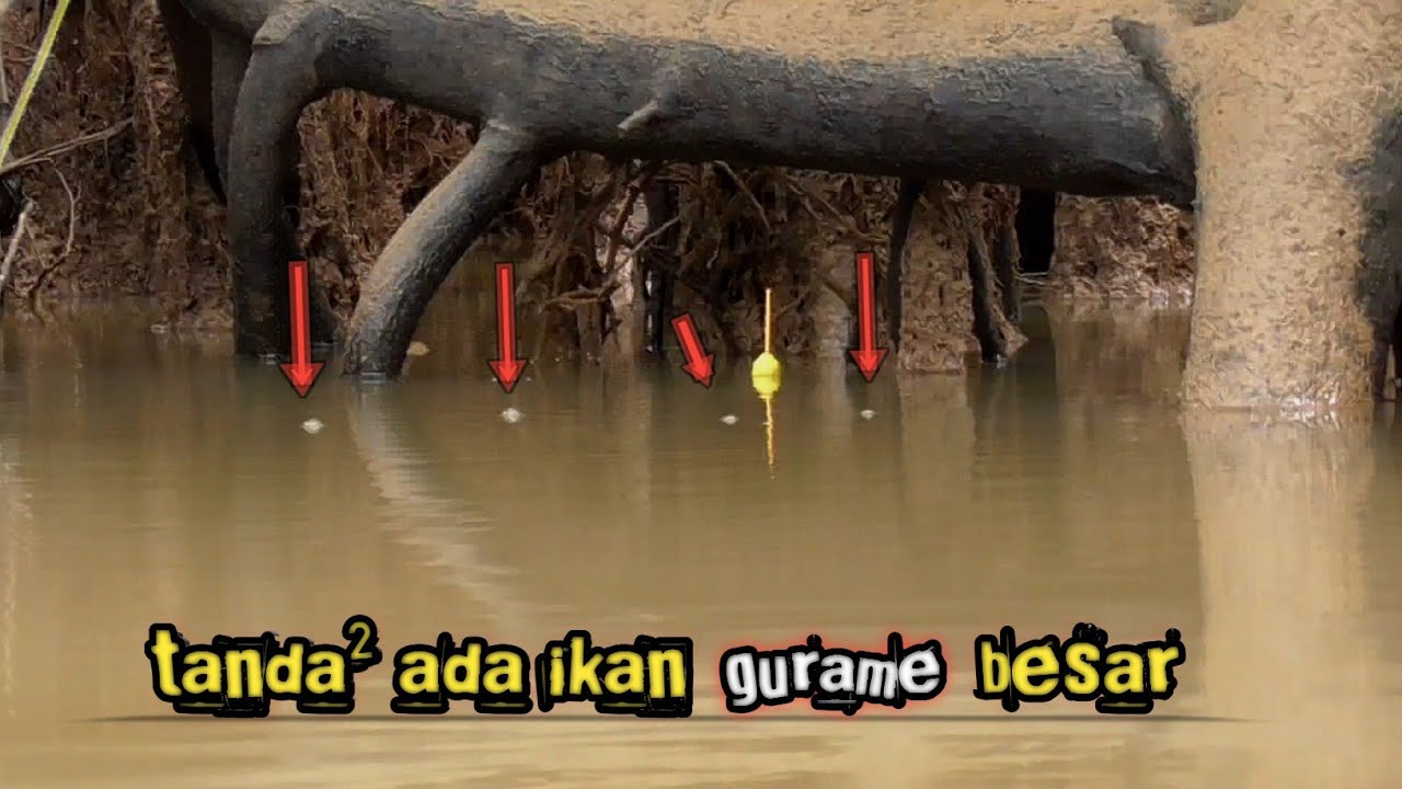 Luar biasa!! Mancing ikan gurame sungai menggunakan umpan dari subscriber terbukti ampuh