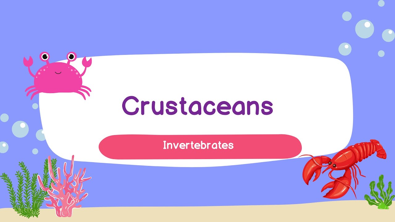 Crustaceans for kids| Kindergarten| Educational video| Features, Habitat, food, Lifecycle & examples