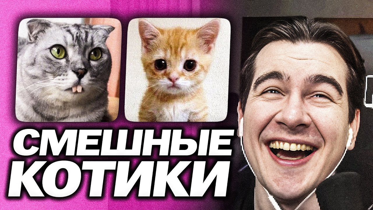 БРАТИШКИН УГАРАЕТ СО СМЕШНЫХ КОТИКОВ | ХОЧЕТ ЗАВЕСТИ КОТИКА