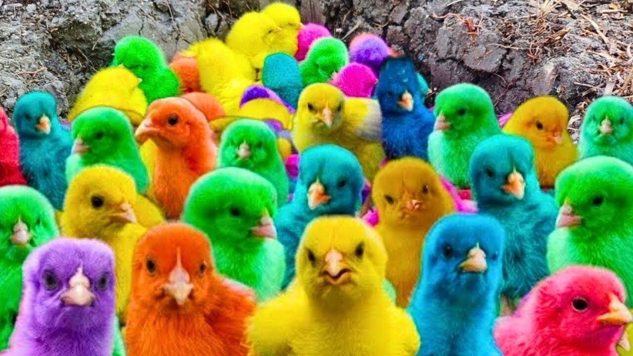 Rainbow Chickens & Cute Animals 🐥🌈 | Funny Ducks, Rabbits and Pets