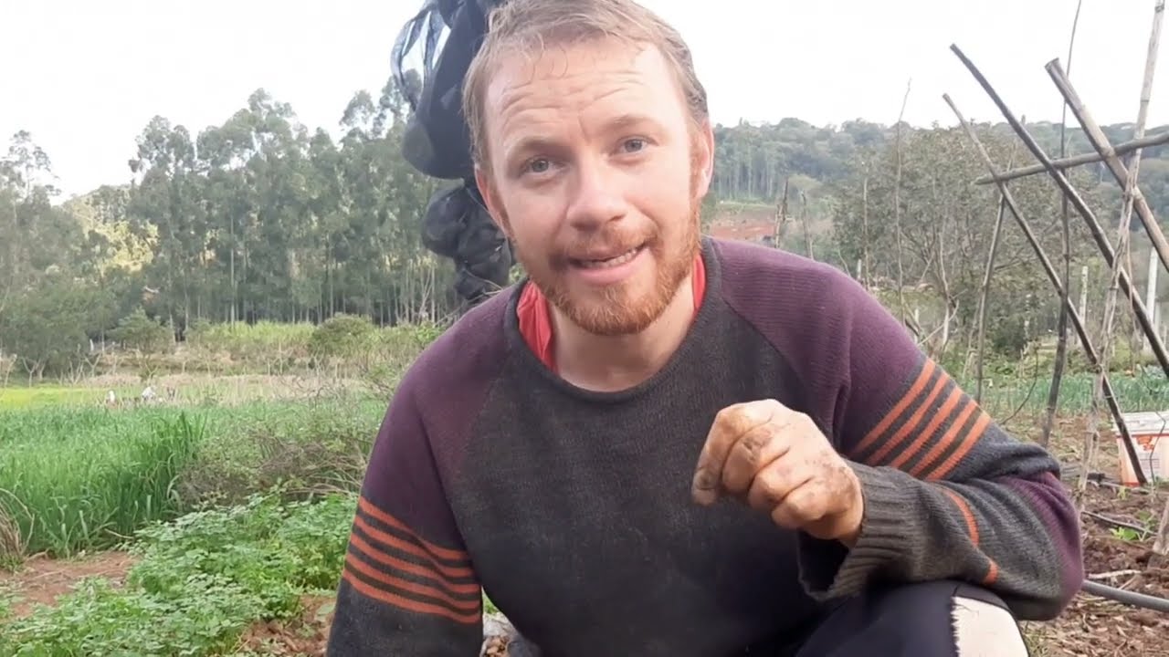 PLANTANDO MORANGUINHOS | ÉPOCA DE PLANTAR MORANGOS