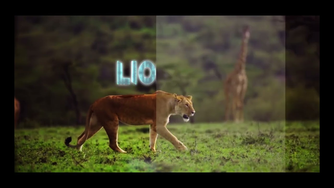 #aftereffects #motiondesign Effet Glitch. Une lionne qui marche