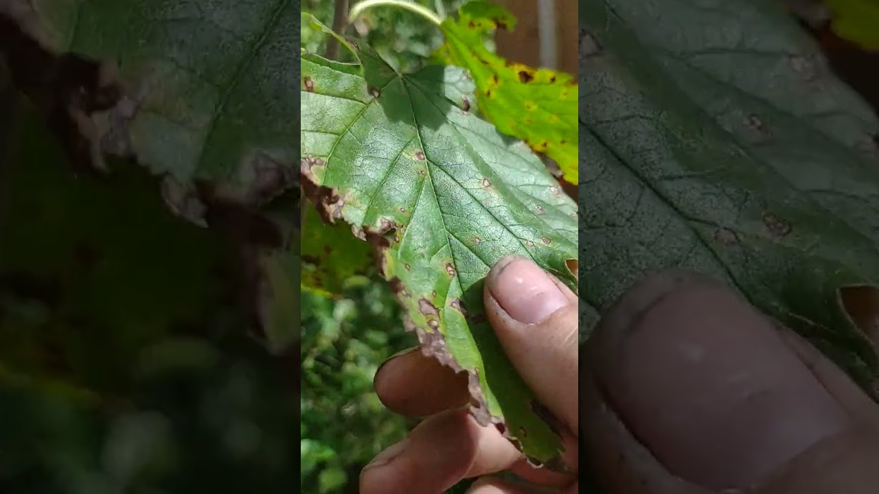 west Michigan tropical greenhouse walkthrough fall 2024