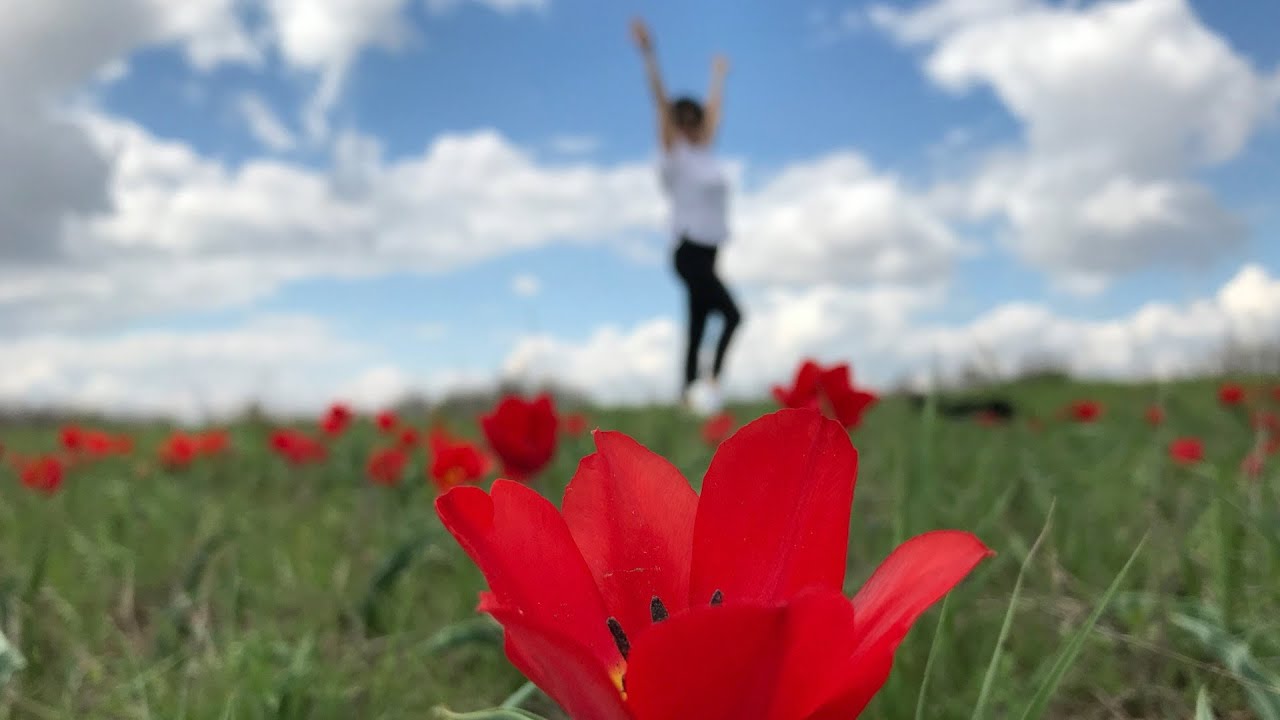 Весенняя степь