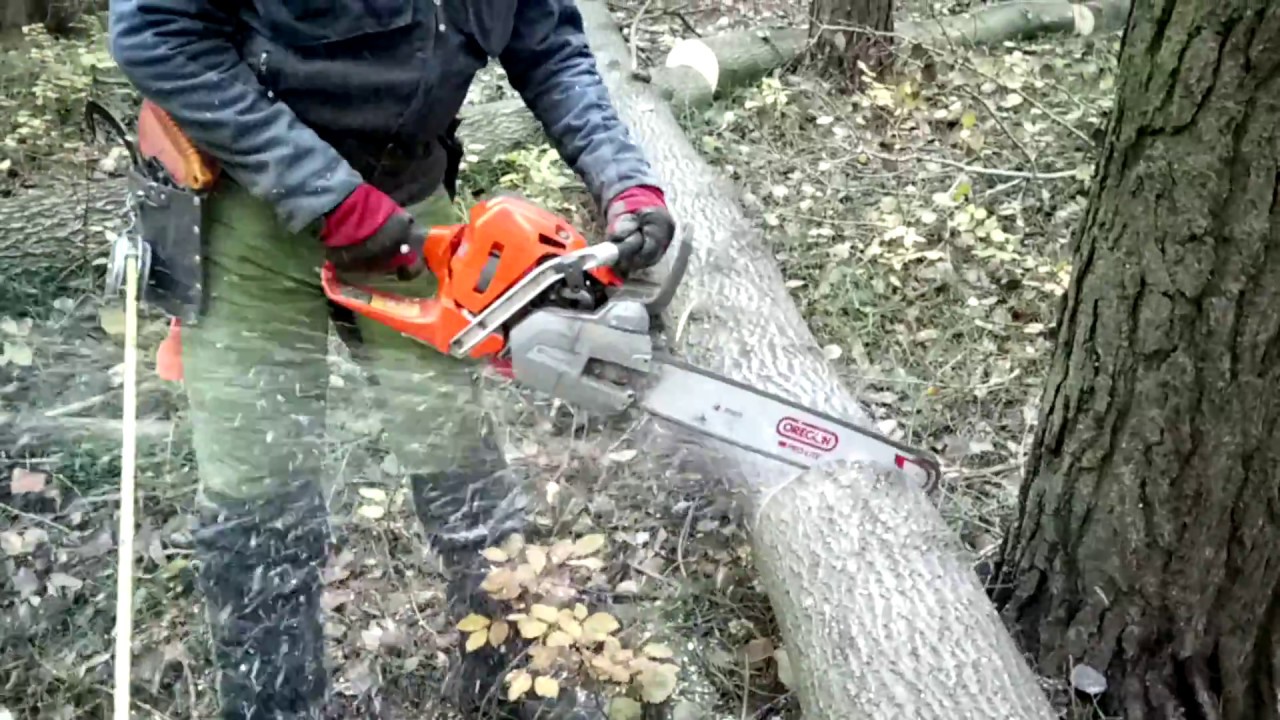 Cutting of trees, chainsaw Husqvarna 562 XP