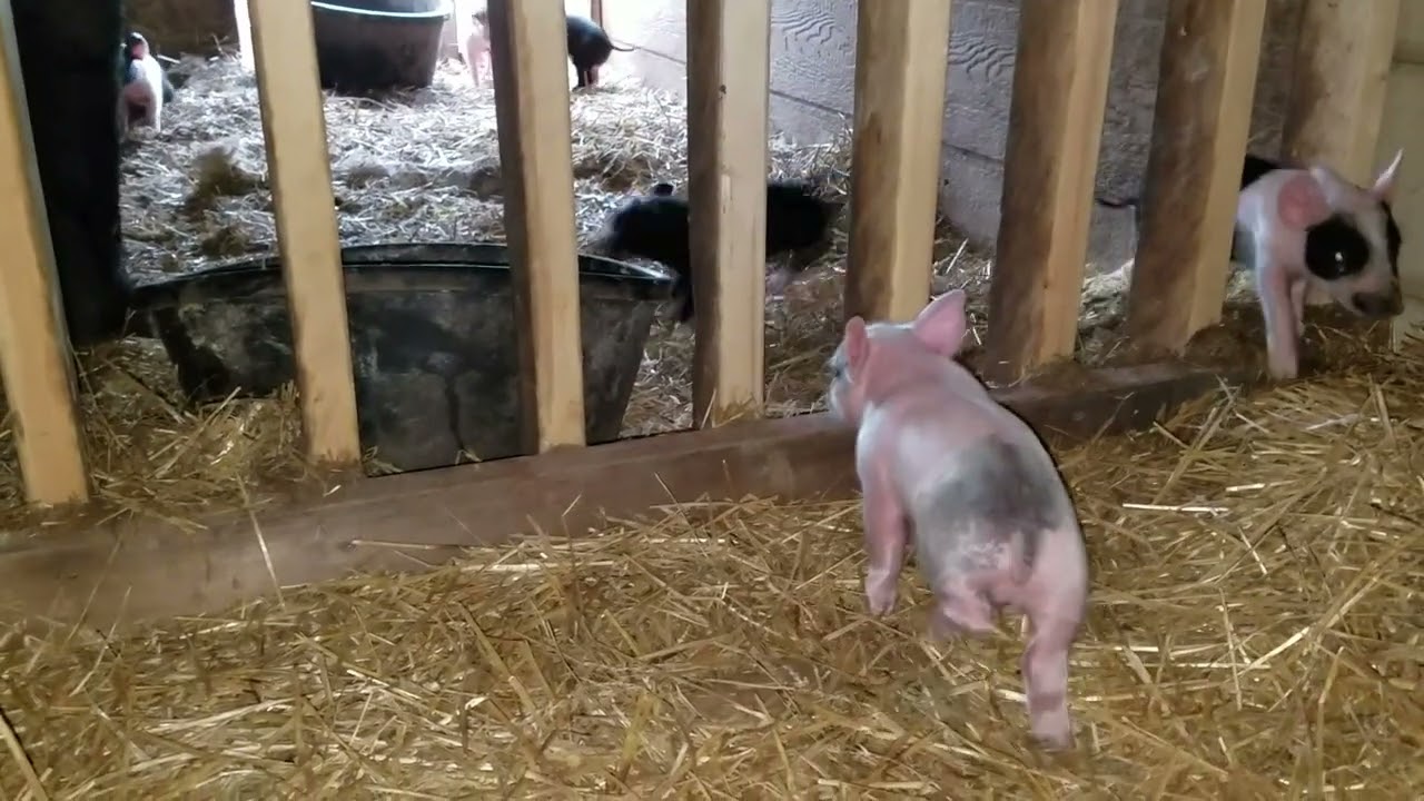 a more natural farrowing pen at work