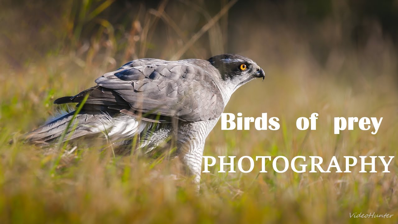 FOTENIE DRAVCOV/Jastrab Veľký/PHOTOGRAPHY FROM NATURAL PHOTO BLIND/Birds fo prey/ Northern Goshawk