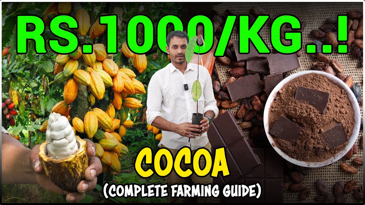 কোকো চাষের চূড়ান্ত নির্দেশিকা | উন্নত কৃষি আয়ের জন্য অন্যান্য ফসলের সাথে একীকরণ!