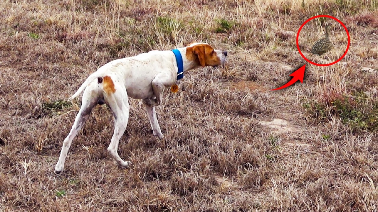 Caza de Perdiz en Argentina con perro Pointer | Vamos al Campo