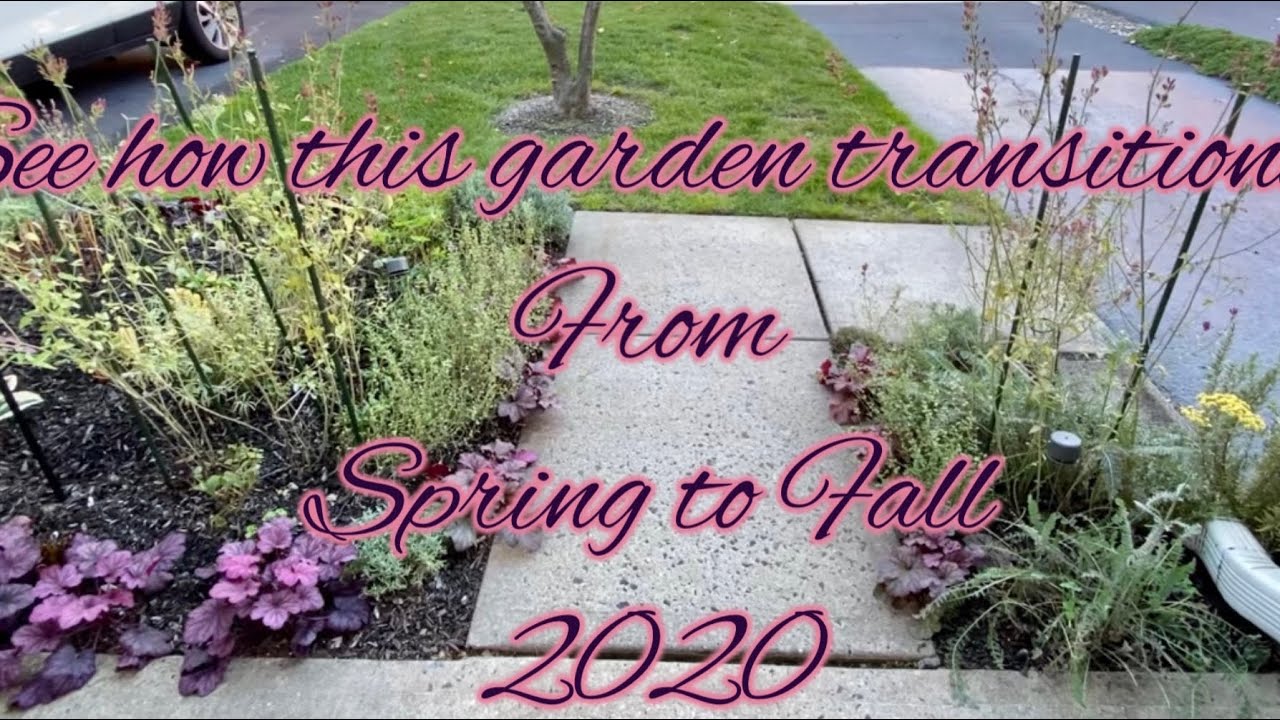 Looking Back At The Garden | March - November 2020
