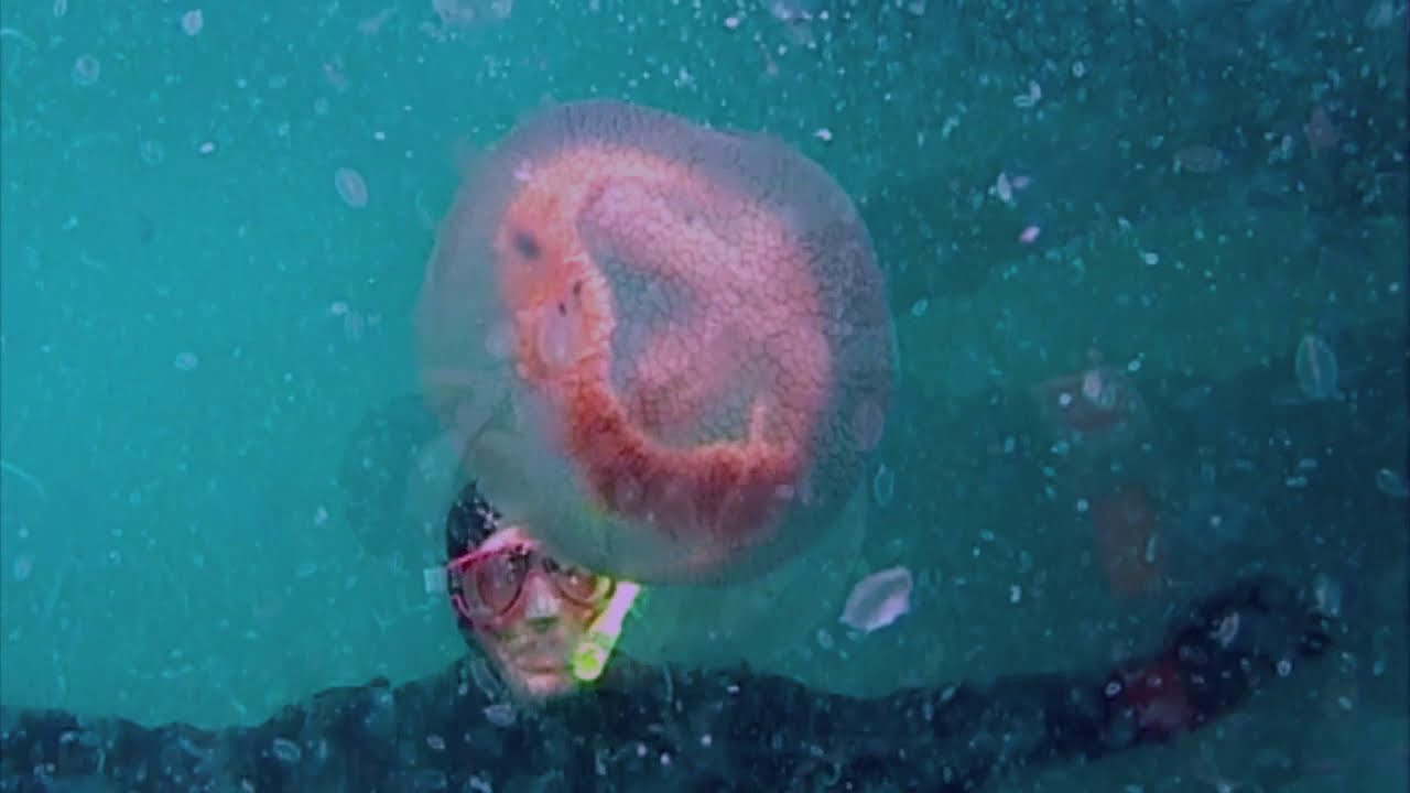 Jellyfish of Port Phillip Bay .