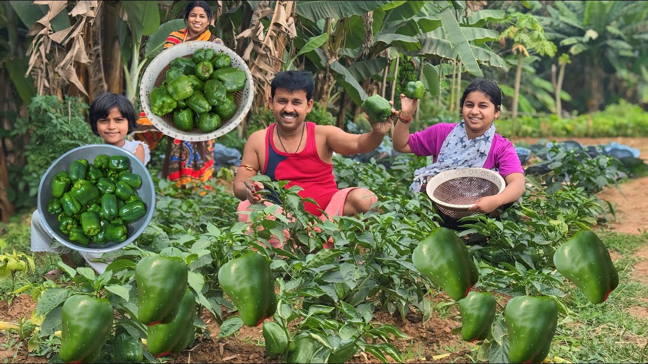 এত ক্যাপসিকাম হবে ভাবতে পারিনি ||