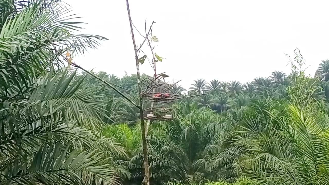 Serindit liar terpukau dengan 2 pikat ini tompinai.