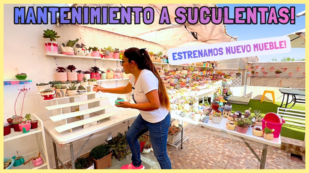 MANTENIMIENTO Y TRASPLANTES DE SUCULENTAS | ORGANIZAMOS NUEVO MUEBLE EN EL JARDIN!