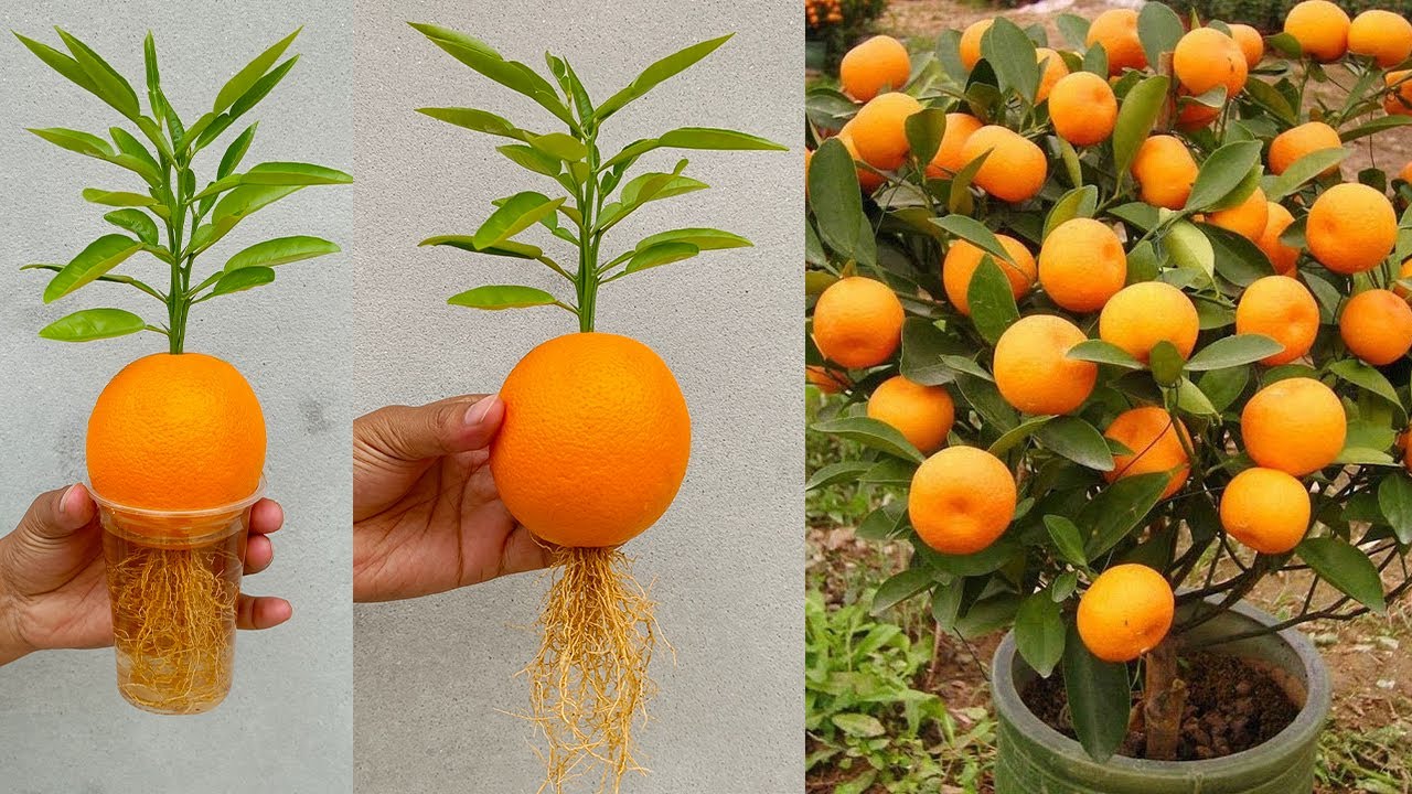 Grow orange tree by unique way🍊Great tips for growing orange