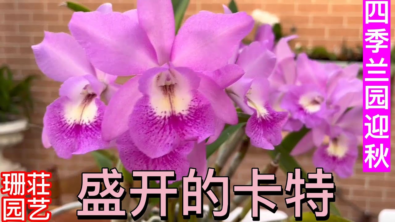 240期/四季兰园迎秋 盛开的卡特