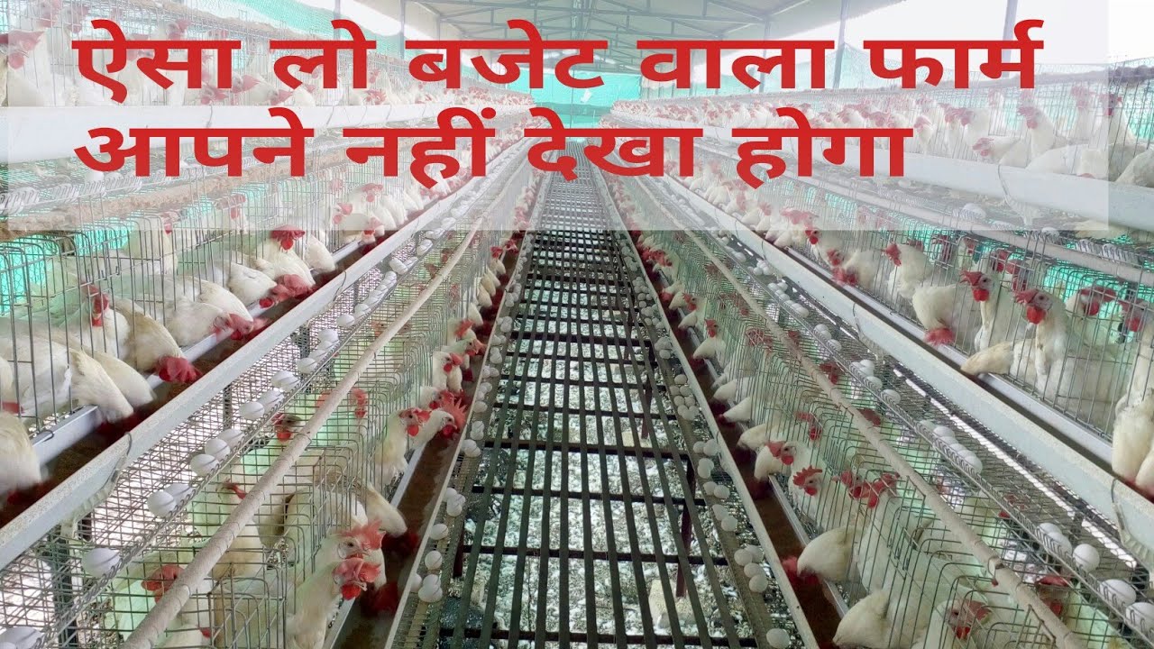 Layer Poultry Farming Information Shed Cages