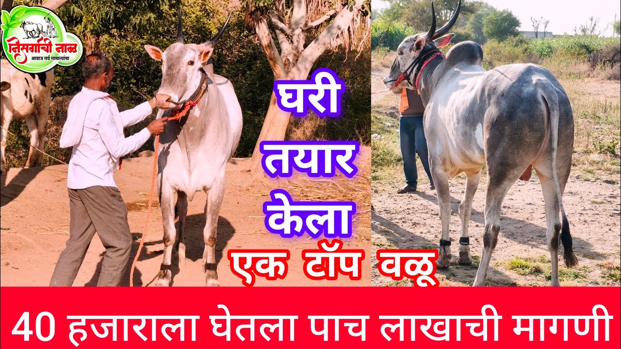 40 हजाराला घेतला वर्षात पुसेगाव प्रदर्शनात नंबर करून 5 लाखाची मागणी जातिवंत वळू #निसर्गाची_नाळ 