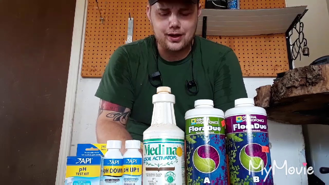 Okie420Guy'ed Strain Review Mr. Nice Guy week2